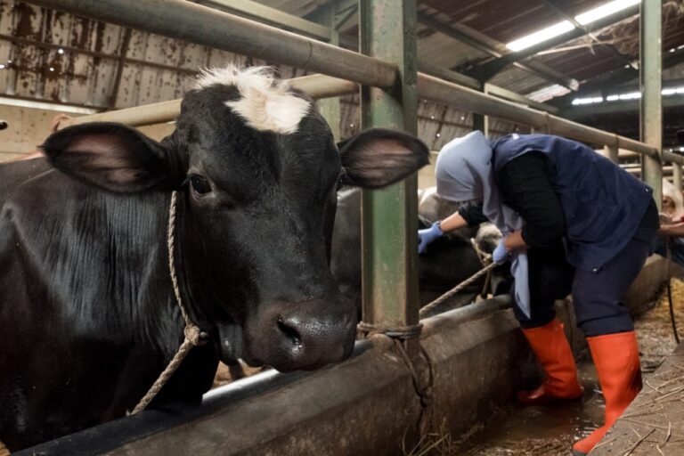 Cegah Penularan PMK, DKPP Kota Bandung Gercep Vaksin 500 Sapi