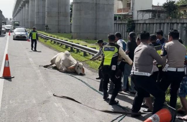 Heboh! Sapi Mengamuk di Tol Cikampek, Petugas PJR Berhasil Redam Situasi Tanpa Korban Jiwa