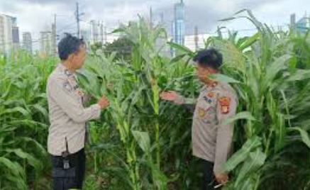 Polsek Tanah Abang Sukses Kelola Kebun Jagung di Bantaran Kali Ciliwung untuk Dukung Swasembada Pangan